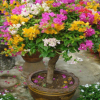 庭院觀花盆栽 三角梅盆栽 梅花樹苗 園林綠化觀賞三角梅苗花色全