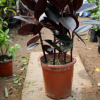 室內新款花卉綠植橡皮樹盆栽黑金剛吸甲醛凈化空氣客廳陽臺植物