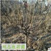 山楂樹果樹 肉質細嫩 可盆栽 品種齊全 成活率高 甜山楂樹