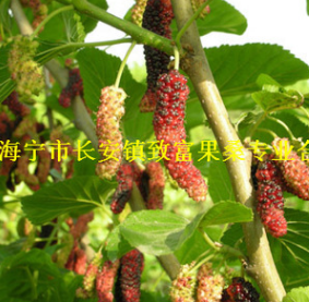 供應：紅果2號桑果樹苗