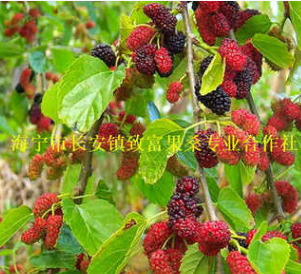供應：46c019桑樹苗