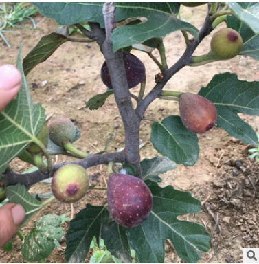 無花果樹苗 四季水果苗果樹苗南方北方室內(nèi)盆栽陽臺(tái)種植當(dāng)年結(jié)果