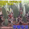 批發正宗墨西哥米邦塔食用仙人掌苗 盆栽苗木 多肉植物 消炎 美容