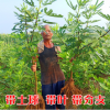 無花果樹苗盆栽地栽無花果苗南方北方種植庭院植物當年結(jié)果苗樹苗