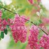集安香花槐種根 東北吉林通化市 集安市出產 高出苗率 適應性強