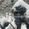 集安市 北冰紅 山葡萄種苗