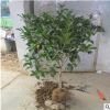 基地批發(fā)桂花樹苗 八月桂 四季桂小苗 品種齊全 綠化園林工程