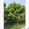 【全冠天竺桂】苗圃供應(yīng)各個規(guī)格喬木基地常綠園藝樹行道風(fēng)景樹