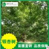 批發(fā)銀杏樹 銀杏樹的栽培管理 銀杏樹綠化