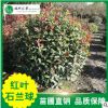 批發(fā)紅葉石蘭精球 庭院綠化 四季常青紅葉石蘭球