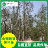 供應(yīng)全冠天竺桂大量銷售天竺桂 大葉天竺桂