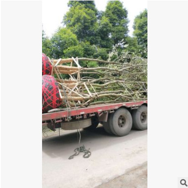 供應叢生樸樹 豐茂種植園大量供應樸樹 優(yōu)質(zhì)樸樹