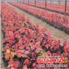 批發紅楓小苗 規格齊全工程綠化苗木紅楓苗 街道綠化紅楓苗