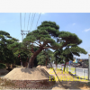 批發(fā)造型黑松 園藝造型庭院樹(shù)