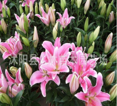 香水百合種球 ,批發，陽臺辦公室盆栽植物 當年開花 品種齊全