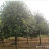 供應(yīng) 獨(dú)桿紅葉石楠樹3-5-8公分 紅葉石楠小苗 石楠球量大優(yōu)惠
