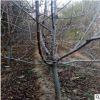 自家苗圃出售蘋果樹胸徑5-10公分嘎啦蘋果樹果實口感好掛果多