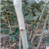 自家苗圃出售嫁接山楂苗大金星山楂苗富硒山楂苗量大規格全