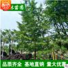 低價苗圃 銀杏樹曼地亞紅豆杉 小苗批發 規格齊全 量大優惠