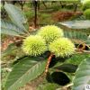 農(nóng)戶直銷板栗苗 1-8公分板栗苗價(jià)格優(yōu)惠 童子一號(hào)板栗苗批發(fā)價(jià)格