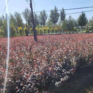 紅葉密枝李苗紅葉石楠苗規(guī)格齊全石楠苗 成活紅葉石楠苗