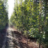 廠家直銷 王族海棠 北方種植花木2公分 3公分西府海棠樹批發(fā)