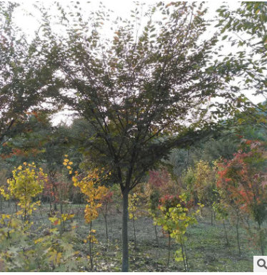 科尾花木種植基地供應(yīng)市政道路綠化喬木紅櫸樹(shù)