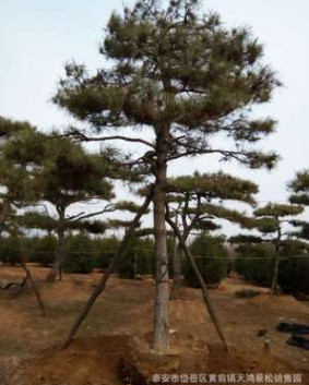 基地直銷(xiāo)白皮松 規(guī)格種類(lèi)多樣 白皮松樹(shù) 成活率高 量大從優(yōu)