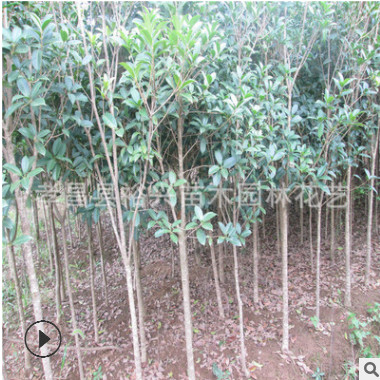 桂花樹 桂花樹苗 2公分桂花 2cm桂花樹 兩公分金桂八月桂 量大優