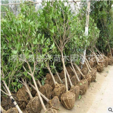 桂花樹 桂花樹苗5公分桂花 5cm桂花樹 五公分金桂八月桂 量大優