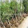 桂花樹 桂花樹苗5公分桂花 5cm桂花樹 五公分金桂八月桂 量大優(yōu)