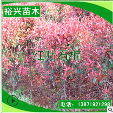 紅葉石楠 3公分紅葉石楠 3cm紅葉石楠樹 三公分石楠苗 量大優惠