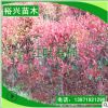 紅葉石楠 3公分紅葉石楠 3cm紅葉石楠樹 三公分石楠苗 量大優(yōu)惠