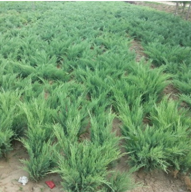 苗圃直銷工程綠化樹木地柏樹 爬地柏 鋪地柏樹 鋪地柏小苗沙地柏