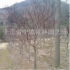 批發園林綠化工程 苗木 紅楓 紅楓樹 地徑4至10cm紅楓