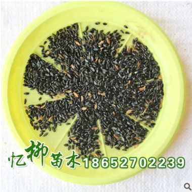 批發(fā)優(yōu)質(zhì)瓜子黃楊（好）種子 小葉黃楊 發(fā)芽率高 質(zhì)量保證