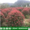 花卉小苗石楠球 高桿紅葉石楠 5公分高桿紅葉石楠基地優(yōu)惠價(jià)直銷