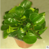 盆栽多肉植物碧玉批發貨源足量大優惠辦公室迷你觀賞植物直銷