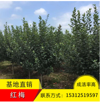 秀錦花木紅梅樹苗供應各種綠化工程苗木喬木灌木庭院工程基地直銷