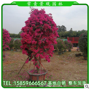 同安紅三角梅 潮州紅三角梅 紅花三角梅基地自銷 勒杜鵑 九重葛