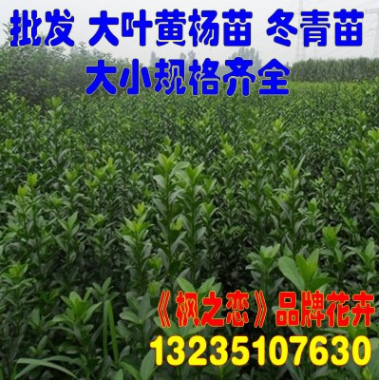 批發(fā)冬青苗 大葉黃楊小苗 北海道黃楊法國冬青樹苗