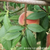 毛桃樹富島紅桃 青島桃樹占地桃樹價格優惠 歡迎實地考察基地批發