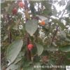 批發綠化樹 苗 各種海棠 果樹苗 櫻花樹法桐樹白蠟樹品種規格齊全