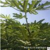 青皮無花果樹苗 價格優惠 波姬紅無花果樹苗直銷 青皮無花果樹苗