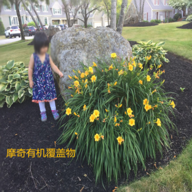 林下覆蓋物 有機覆蓋物 品質優異 市政景區等