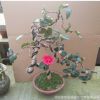 批發(fā)茶梅 茶花盆景自產(chǎn)自銷 量大從優(yōu)