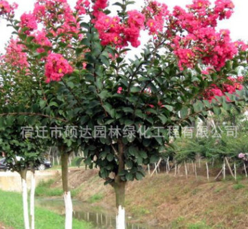 紅花紫薇樹苗批發 綠化苗木 紅花紫薇 百日紅紫薇 庭院綠化