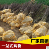 現貨批發優質大紅袍花椒樹 青椒 秦椒 伏椒