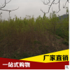 優質綠化苗五角楓木 樹 基地直銷五角楓 規格齊全 量大優惠