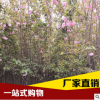 南方北方庭院種植 工程綠化樹木高桿櫻花